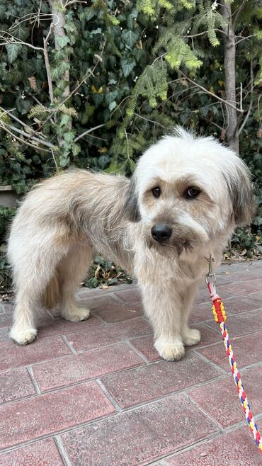 Отдам даром собаку: Собака даром: Дворняжка, 2 года, Самец, С прививкой — 1