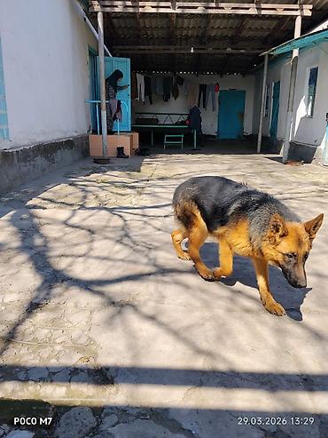 Продажа собак: Немецкая овчарка - Порода: немецкая овчарка (чёрно-рыжий окрас — 7