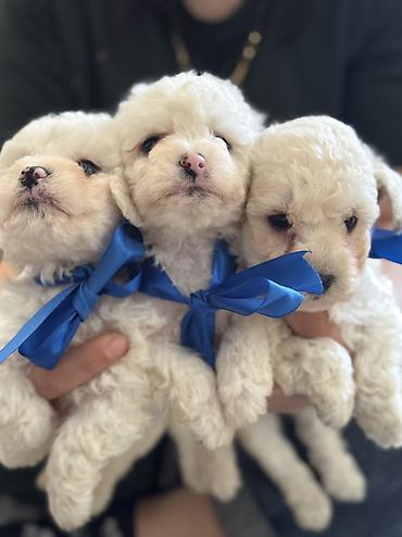 İtlər: Pudel, 2 ay, Erkek, Ödənişli çatdırılma — 2