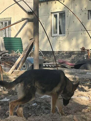 акустические системы 2.0 колонка в виде собак: Немецкая овчарка, 5 месяцев, Самец, С прививкой