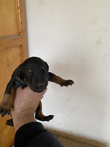 İtlər: Doberman, 1 ay, Dişi — 5