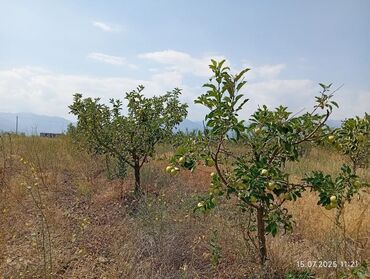 Продажа домов: Дача, 300 м², 2 комнаты, Собственник — 5