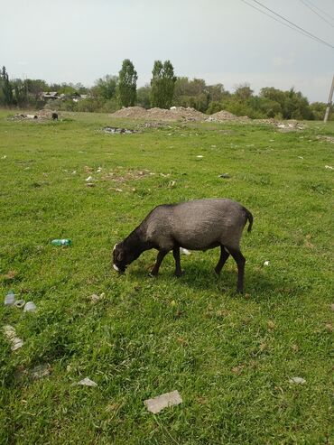 Бараны, овцы: Продаю | Баран (самец) | Романовская | Для разведения | Осеменитель