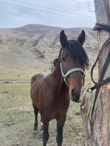 Лошади, кони: Продаю | Жеребец | Конный спорт — 9