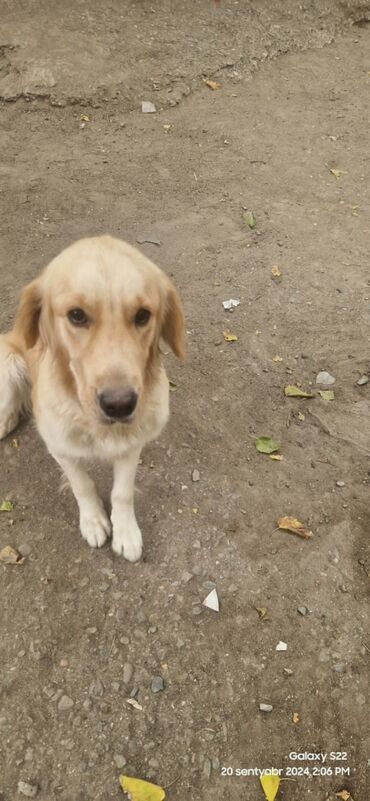 coban iti balasi: Retriever, 1 il, Erkek, Peyvəndli, Ünvandan götürmə