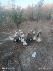 heyvan bazari inekler: Ariginal kuban ve yasilbas ordekler satilir