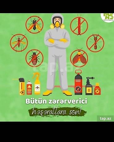 kükürd ilan: Görülən Bütün xidmətlərə zəmanət…!!!! Tarakan Qarişqa Bit-Birə Milçək — 2