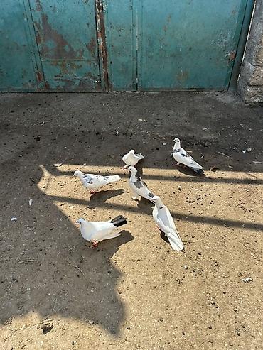 Голуби: Salam 6 dene niwanli heyvanlardi — 2