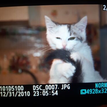 Fotokameralar: Nikon D5100 DSLR fotoaparat dəsti - Korpus: Nikon D5100 - Ekran — 15