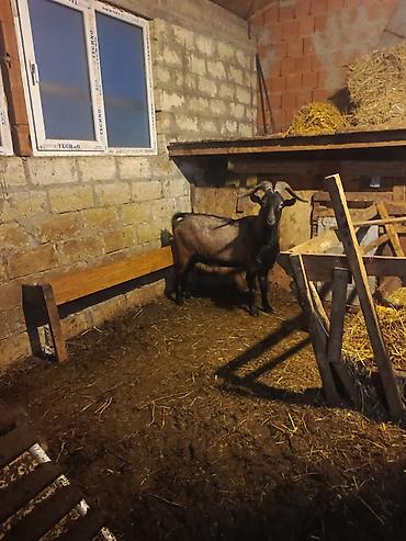südlük keçi: Boğaz keçi – məhsuldar yerli cins - Cins: yerli məişət keçisi, uzun — 1