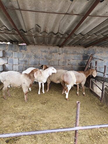 цены породистых собак: Продаю | Баран (самец) | Арашан | На забой, Для разведения | Осеменитель, Племенные