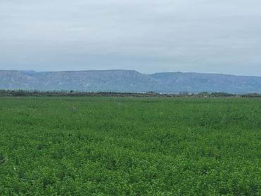 Torpaq sahələrinin satışı: 26000 sot, Kənd təsərrüfatı, Kupça (Çıxarış) — 17