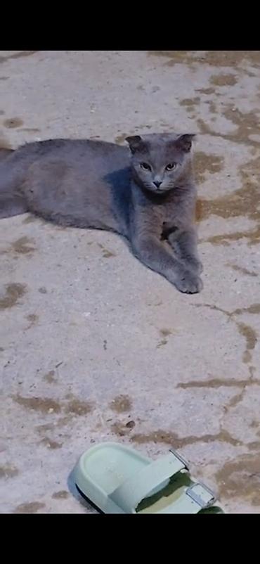 Şotland, Dişi, Pulsuz çatdırılma