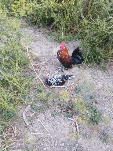 sort inəklər: 1 cüt super xırda sort yaponkalar satılır.heyvanlar göz önündədir.tam