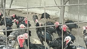 гисар матка: Продам возраст четыре месяца плюс — 2