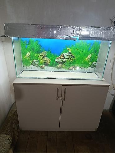 yumru akvarium satisi: Akvaryum komplekti – şkaflı — 2