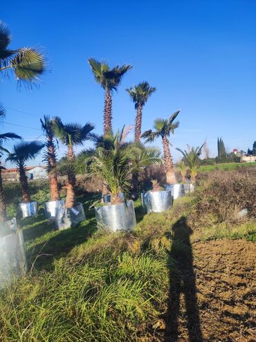 Ağaclar: Palmalar satilir 2000nen3000manatacqeder -da lalafo.az — 9 Ağaclar: Palmalar satilir 2000nen3000manatacqeder — 9
