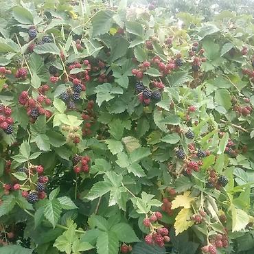 Blackberry saplings & cuttings: Ежевика "Торнфри " высокоурожайный сорт (саженцы) көчөттөрү сатылат — 4