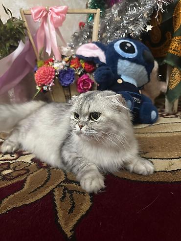 Pişiklər: Şotland — 14