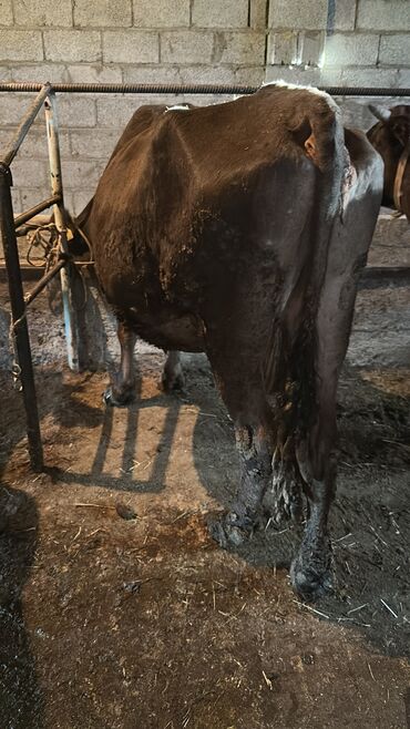коровы в токмаке: Продаю | Корова (самка) | Алатауская | Для молока