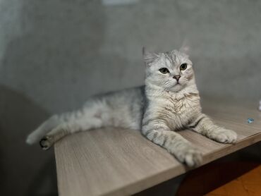 Продажа кошек: Продам шотландскую кошку 1,6г Девочка К лотку приучена Очень