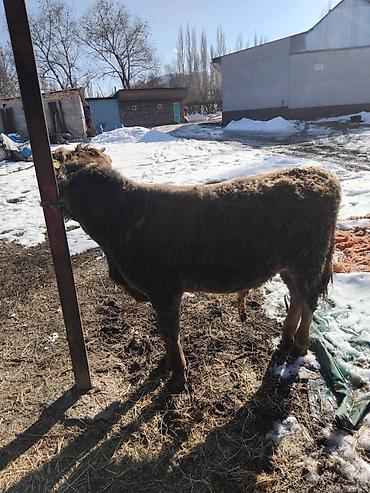 Коровы, быки: Продаю | Бык (самец) | Полукровка | На откорм | Привязанные — 5