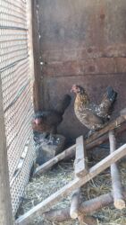 объявления о найденных животных: Сатам | Короздор | Көбөйтүү үчүн