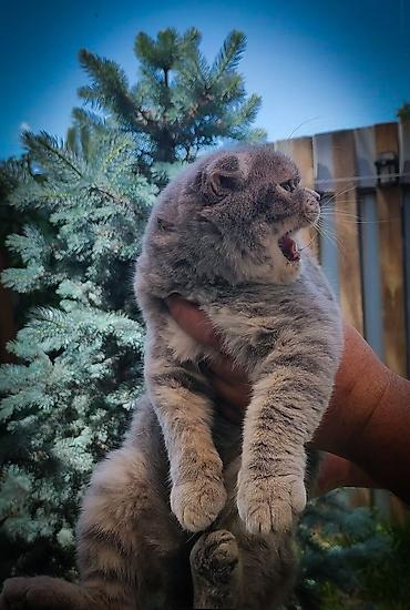 кошки сиамская: Шотландский вислоухий кот (скоттиш‑фолд), окрас голубой табби — 1