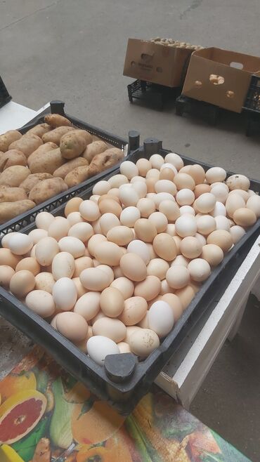 keklik yumurtası satılık: Təmiz Beyləqan yumurtası 0.25 qəpik