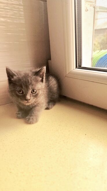 Pişiklər: Şotland, Erkək, Ünvandan götürmə, Ödənişli çatdırılma -da lalafo.az — 4 Pişiklər: Şotland, Erkək, Ünvandan götürmə, Ödənişli çatdırılma — 4