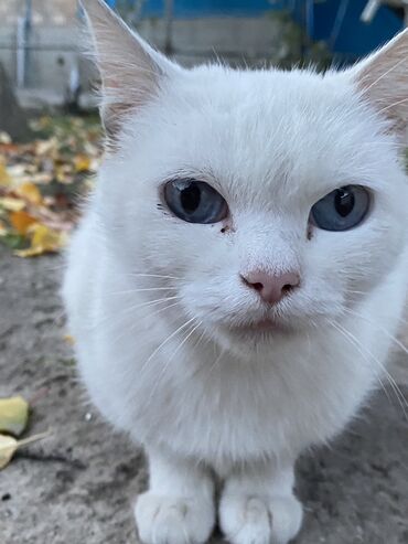 бенгальский кошки: ❗️Отдаём в хорошие руки❗️спокойная красивая и умная кошка примерно 5