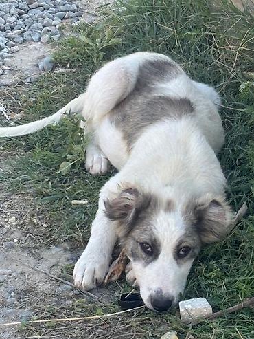 itlerin satişi: İki gənc it – orta ölçülü, aktiv və mehriban. - Ağ-boz balaca: ağ — 8