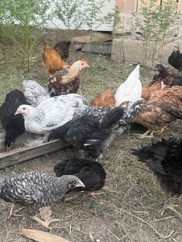 Tovuz quşları: 3 aylıq kend beçeleri