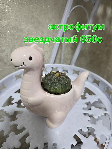 Кактусы: Эхинопсисы в горшках - Род: Echinopsis (кактусы-шаровидной формы с — 26