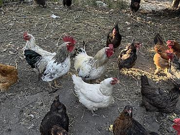 бычки 1 5: Продаю | Куры | Домашняя | Для разведения — 1
