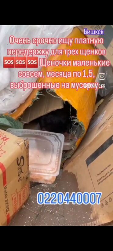 Отдам даром собаку: ‼️‼️‼️срочно нужен любящий хозяин номера телефонов указаны на фото at lalafo.kg — 2 Отдам даром собаку: ‼️‼️‼️срочно нужен любящий хозяин номера телефонов указаны на фото — 2