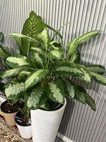 Фикусы: Фикус Бенджамина в напольных кашпо - Два взрослых деревца в отдельных — 25