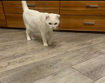 scottish fold satilir: Britan yastı qulaq, Erkək — 2