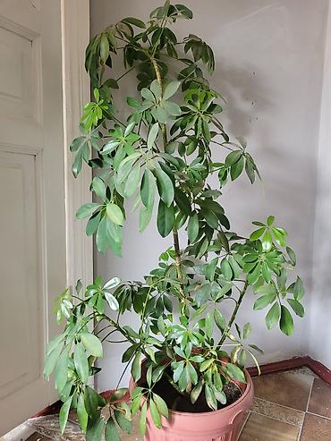 уй емерек: Шефлера (Schefflera) в горшке — декоративное комнатное дерево с — 1