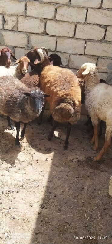 Inəklər, öküzlər: Dişi, il: 2, 55 kq, Damazlıq, Ödənişli çatdırılma