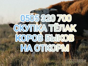 скот продаю: Куплю | Коровы, быки, Лошади, кони | На откорм, Откормленные