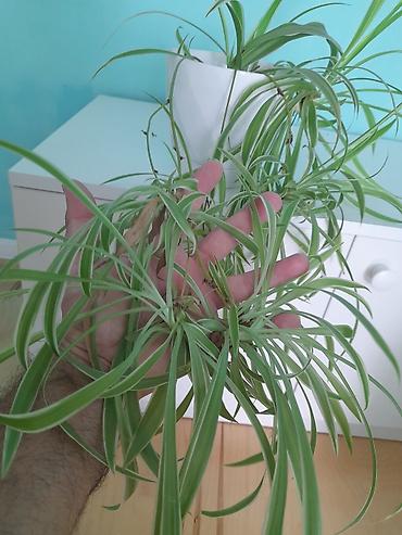 lavanda: Xlorofitum (Spider Plant) – dekorativ otaq bitkisi Güllərin hər — 2