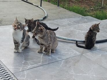 ağ pişik balası: Erkək, Dişi, Yaxşı əllərə, Pulsuz çatdırılma
