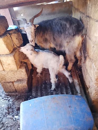 keci satan: Satılır: ana keçi və balası (oğlaq). - Ana keçi: buynuzlu, boz-ağ — 4