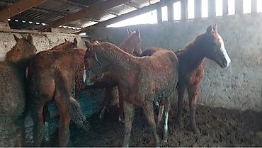 Лошади, кони: Продаю | Жеребенок | Дончак | Для разведения | Племенные — 10