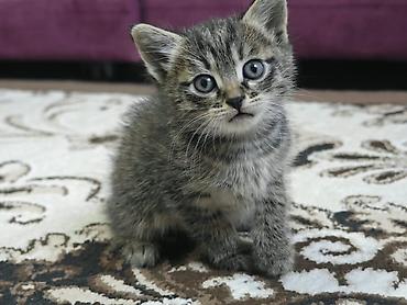1 месяц, Мальчик, Приучена к лотку