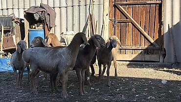 вислоухий баран кролик купить: Продаю | Овца (самка), Ягненок | Арашан | Для разведения | Ярка — 5
