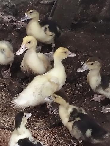 yumurta hinduşka: Lal ördək balaları 25 günlükdülər tam saqlam örnəklərdir - Növ — 4