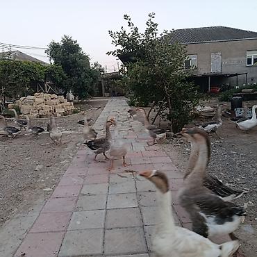 dana erkek: Məhsul: Qaz sürüsü led Təsvir: - Həyət şəraitində saxlanılan sağlam — 2
