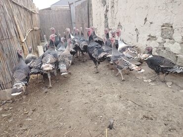 Hinduşka: Salam aleykum Bu ilki hinduskalardir kentde yetisdirilib tebii — 8